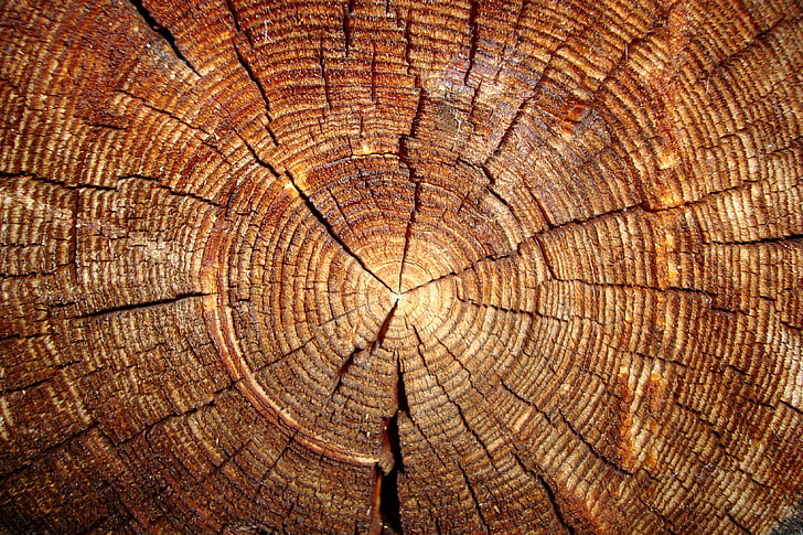 tree, log, slice, wood - Material, brown, nature, backgrounds, HD wallpaper