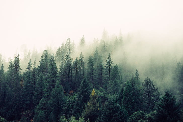 landscape, pine trees, mist