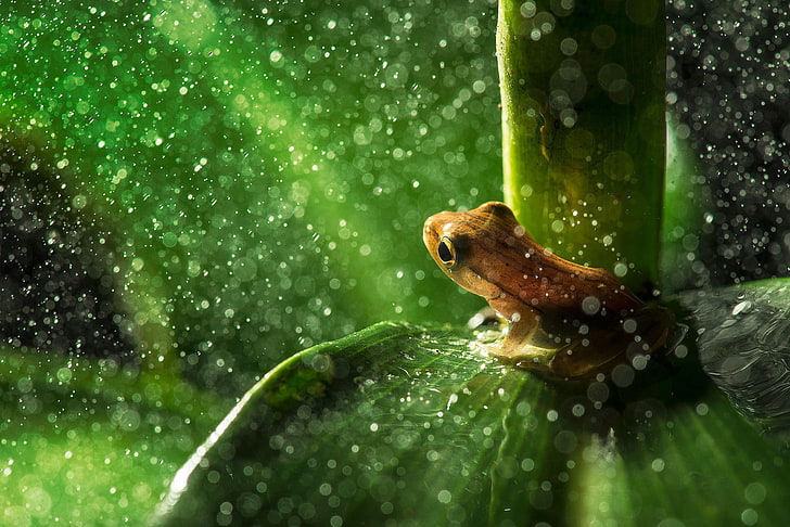 brown frog, closeup photography of brown frog on green leaf plant