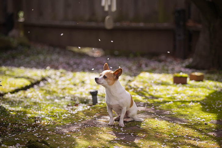 short-coated tan dog, animals, Jack Russell Terrier, depth of field, HD wallpaper