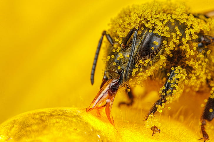 macro, insect, hymenoptera, pollen, bees