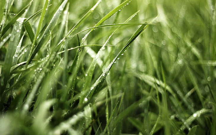 green grass, macro shot of green grass during day time, water drops, HD wallpaper