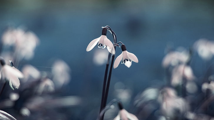 white flowers, selective focus photography of white snowdrop flower, HD wallpaper