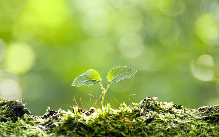 green plant, sprout, grass, leaves, background, nature, leaf, HD wallpaper