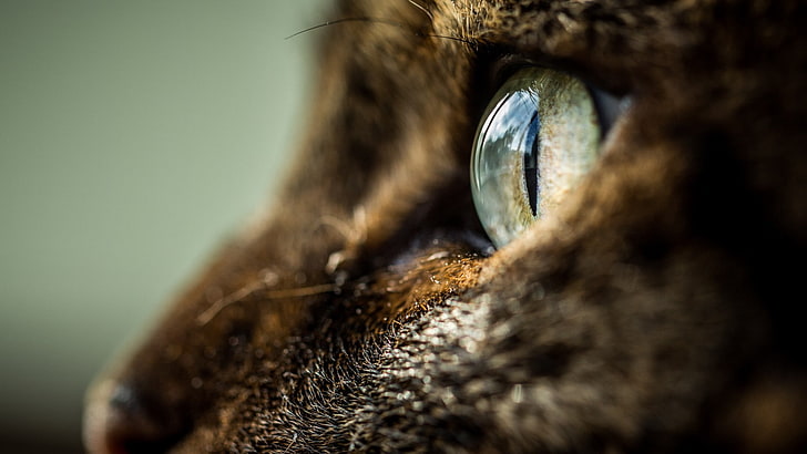 animals, cat, eyes, animal body part, close-up, selective focus, HD wallpaper