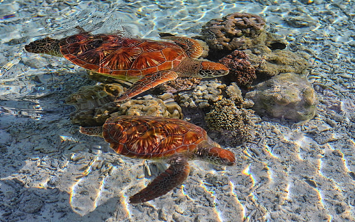 Honu Turtles In Blue Lagoon Bora Bora Desktop Background 3840×2400, HD wallpaper