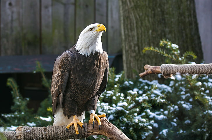 Bald eagle, bird, predator, beak, legs, HD wallpaper