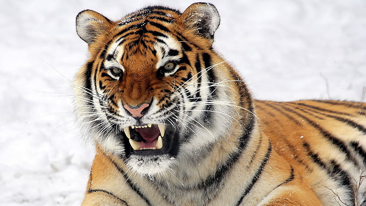 siberian tiger picture, animal, animal themes, big cat, animal wildlife, HD wallpaper