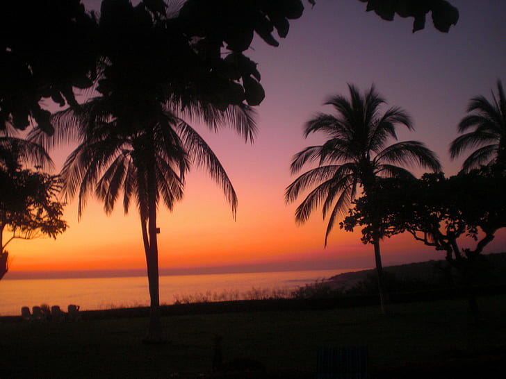 sunset view of ocean with palm tress, LA, VIDA, TAN, QUE, PARA