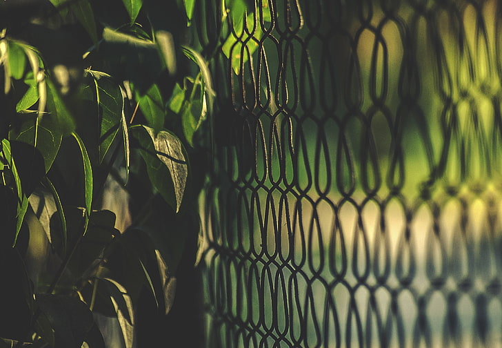 gray metal chain-link fence, plants, backgrounds, outdoors, grid, HD wallpaper