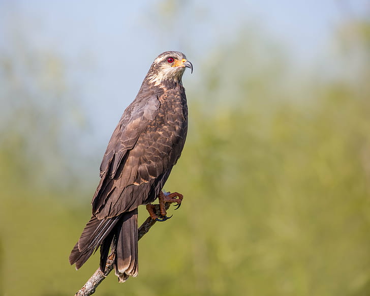 brown falcon, Female, Snail Kite, sitting pretty, Lens, bird, HD wallpaper