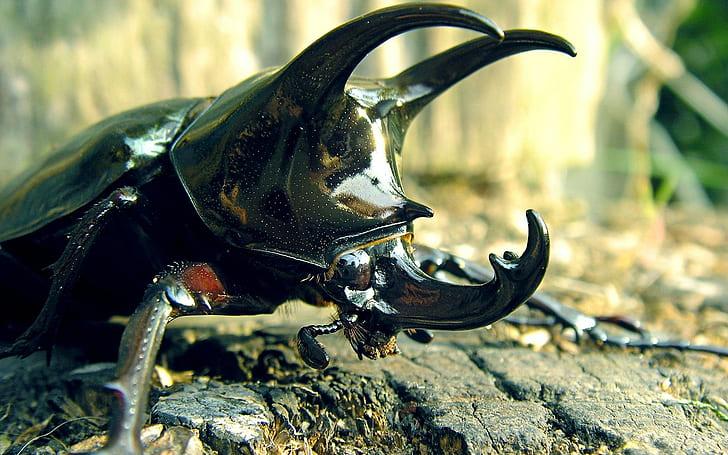 Stag Beetle, Insect, Animal, Macro