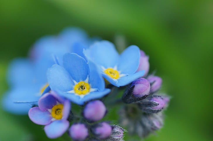 blue and purple flower close-up photo, vergißmeinnicht, vergißmeinnicht, HD wallpaper