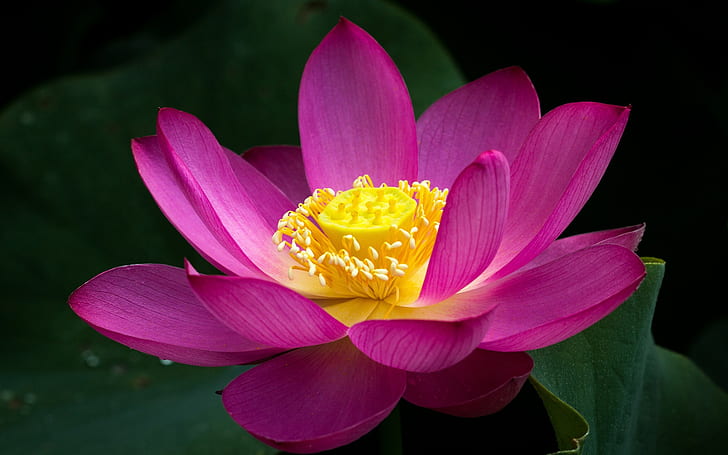 Pink lotus flower close-up, green leaves