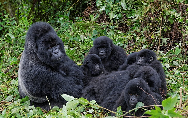 apes, gorillas, animals, families