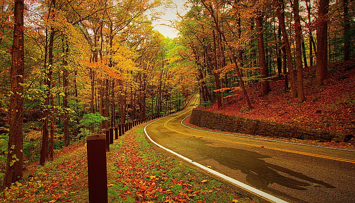 black asphalt road, autumn, forest, turn, nature, tree, leaf