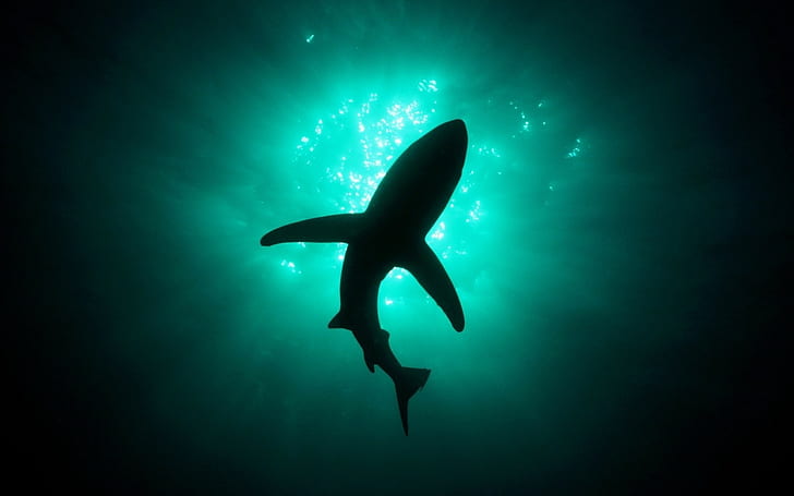 animals, shark, underwater, HD wallpaper