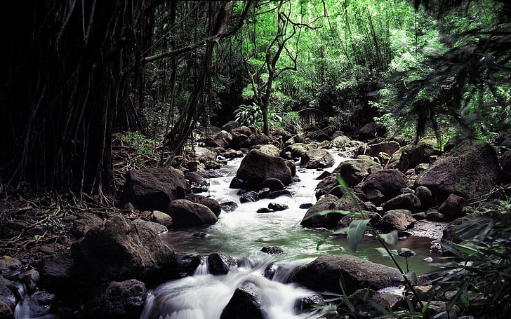 brown rocks, river, forest, jungle, stream, water, nature, landscape, HD wallpaper