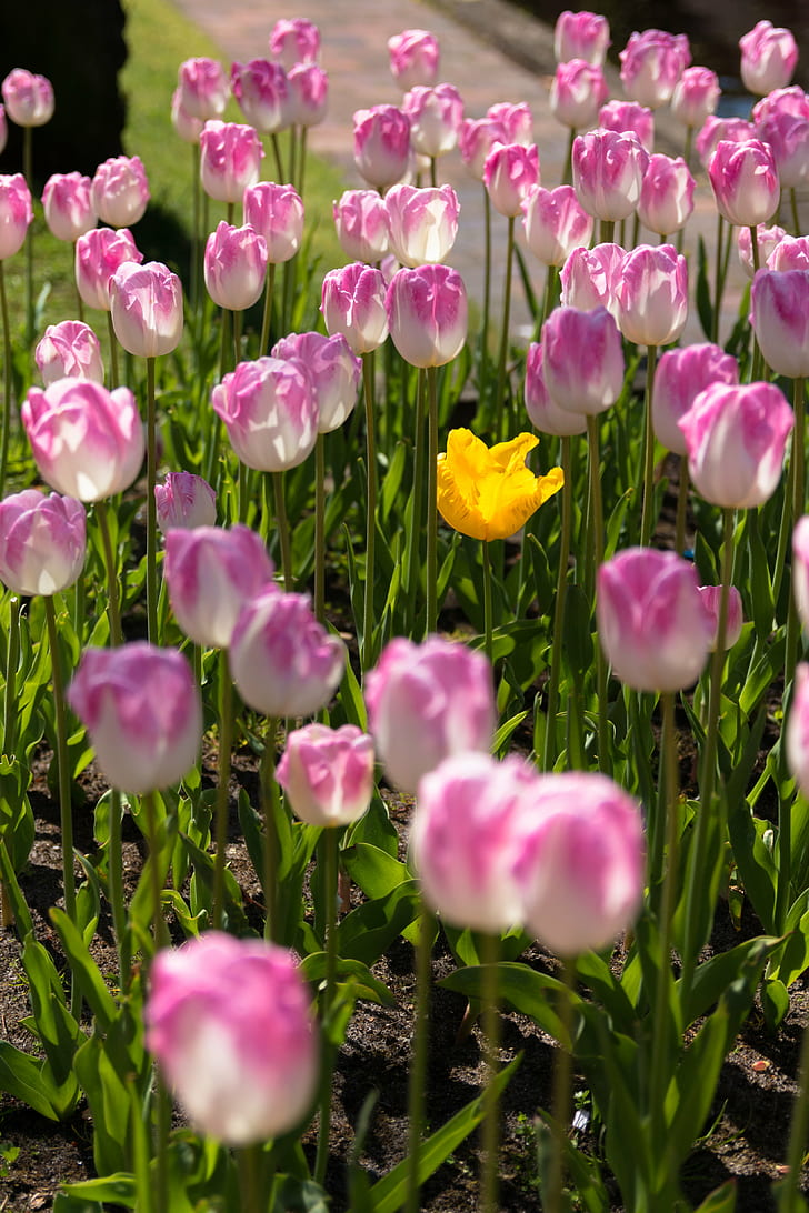 photo of white, pink and yellow petaled flower field, Misfit