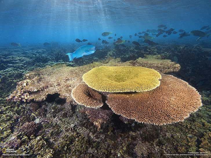 National Geographic, coral, fish, underwater, undersea, sea life