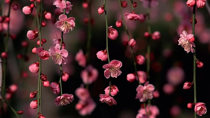 pink petaled flowers, nature, plant, flowering plant, beauty in nature, HD wallpaper