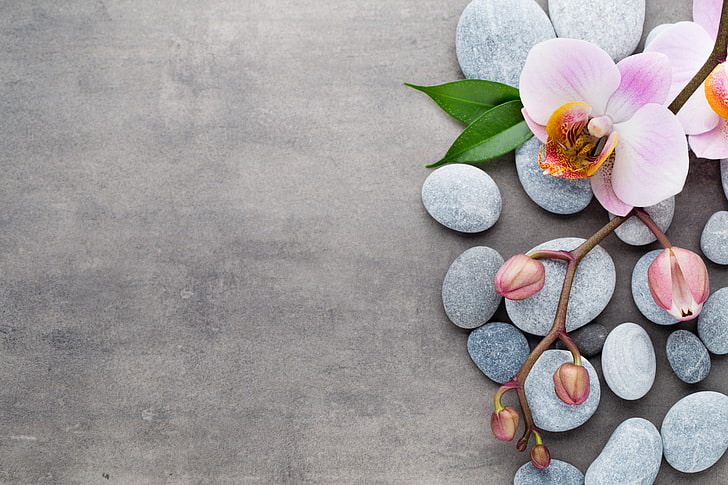 pink orchid, stones, flowers, spa, flowering plant, beauty in nature