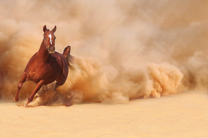 brown horse, sand, dust, running, runs, animal, desert, nature, HD wallpaper