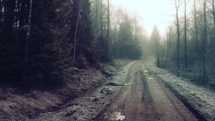 green pine trees, road, mist, dirty, forest, landscape, nature, HD wallpaper