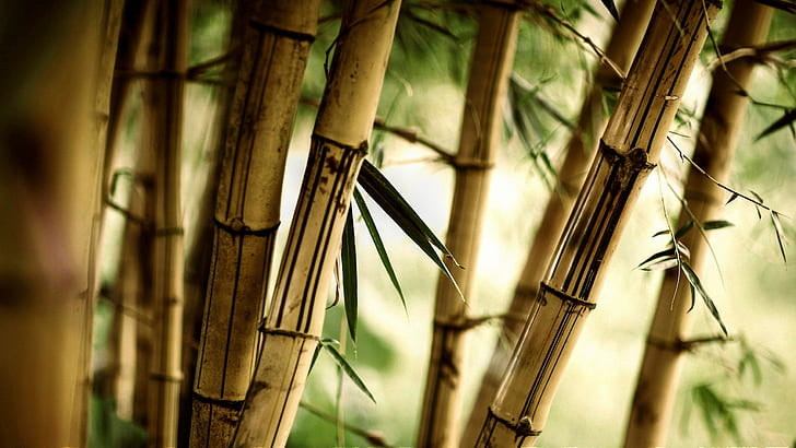 photography, bamboo, HD wallpaper
