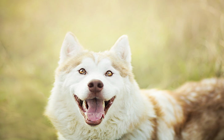 adult brown and white Alaskan malamute, dog, muzzle, eyes, tongue