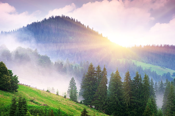 green pine trees, forest, mountains, fog, dawn, the rays of the sun, HD wallpaper