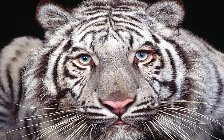 Tiger 3D HD Desktop Wallpapers 6516 - Amazing Wallpaperz