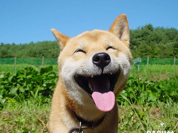 55 Hình ảnh chó Shiba chibi chế ngầu cute nhìn cưng xỉu