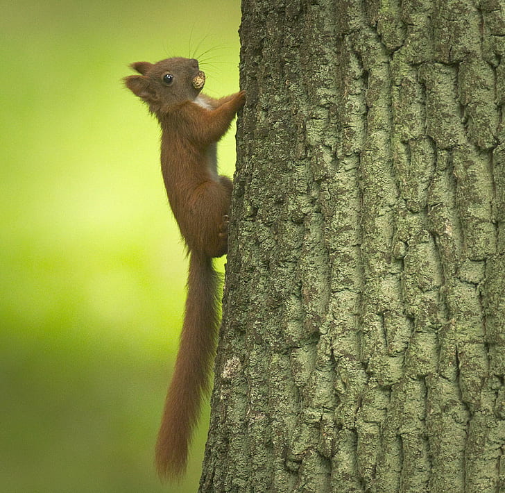 squirrel climbing on tree, Little one, tree  squirrel, Eurasian red squirrel, HD wallpaper