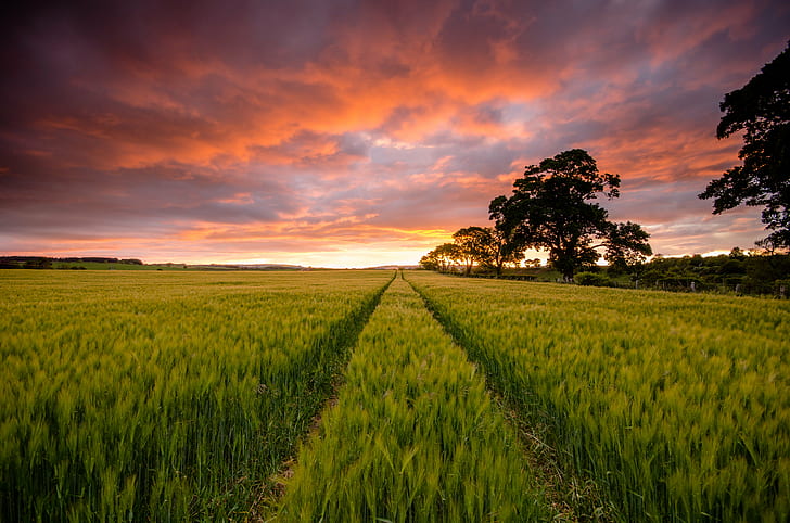 green grass field during orange sunset, Lines, Ayton, Scotland, HD wallpaper
