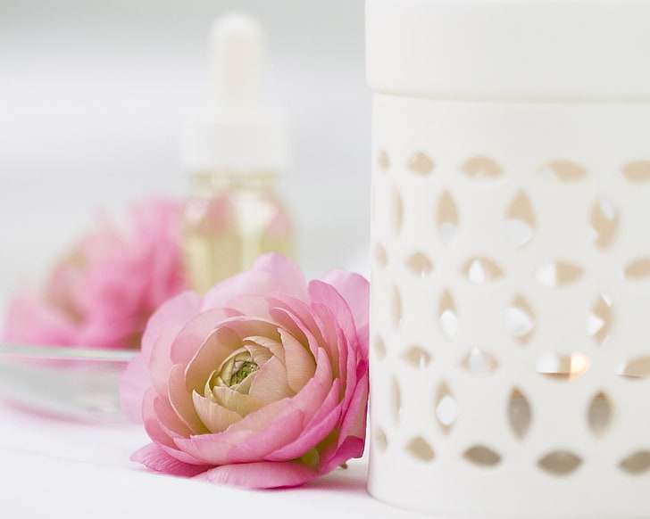 pink roses, peony, bud, flower, tenderness, candle, romance, pink Color