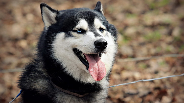 adult black and white Siberian Husky, dog, animals, one animal