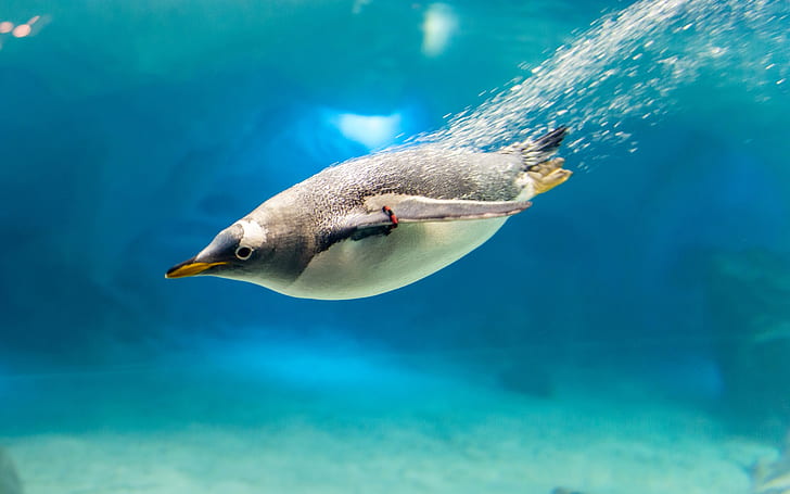 Penguin, bird, blue water, bubbles, black and white penguin