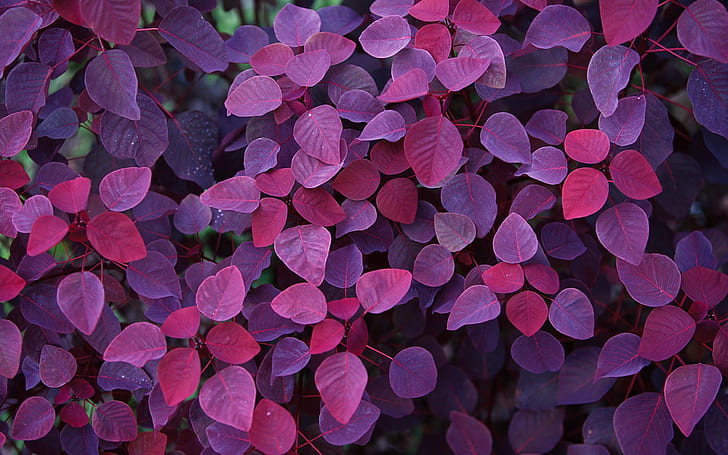 Red leaves plant close-up photography, purple leaves plant, HD wallpaper