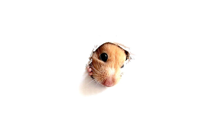 I Am..., rodents, hamster, mouse, animals, HD wallpaper