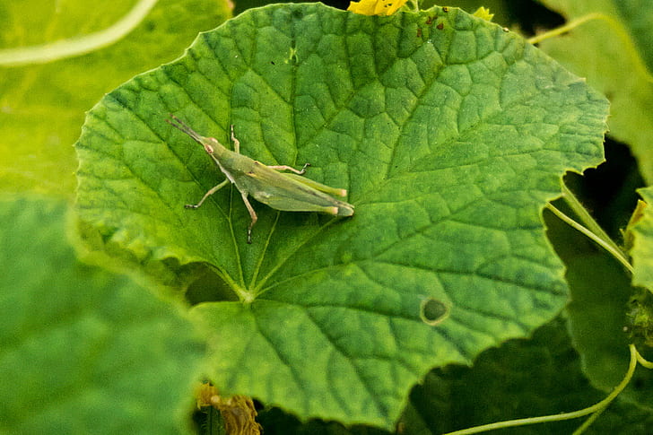 closeup photo of green grasshopper, Bokeh, Crop, DOF, ECR, Kumaravel, HD wallpaper
