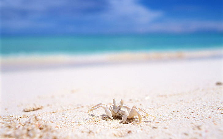 Crab on a white beach, white sea crab, animals, 1920x1200, sand