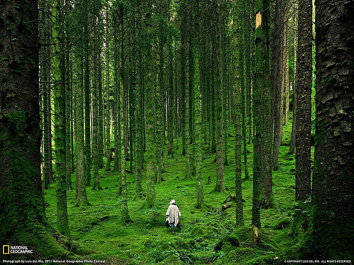 moss, UK, trees, grass, back, nature, Scottish Highlands, National Geographic, HD wallpaper