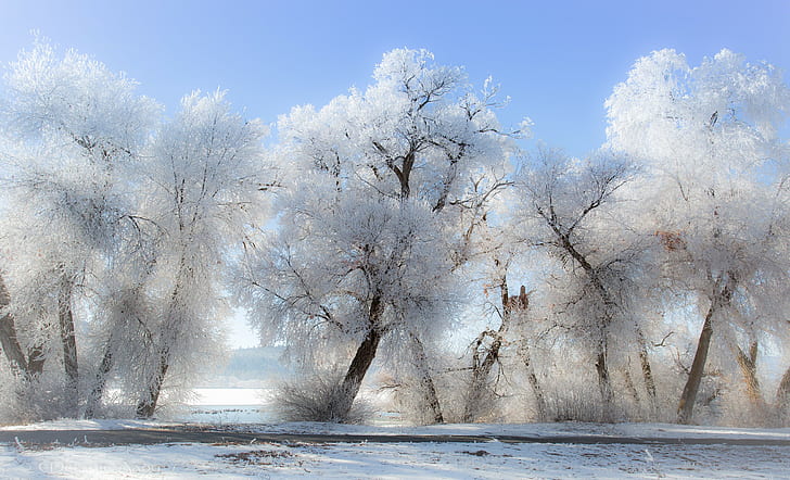 winter, snow, landscape, nature, trees, sunlight, clear sky, HD wallpaper