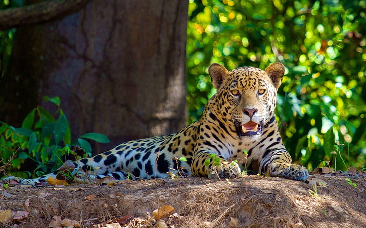 The carnivores jaguar rest in the shade
