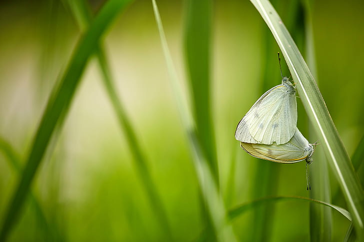 selective focus photography of a green butterfly on green leaf, butterfly, HD wallpaper