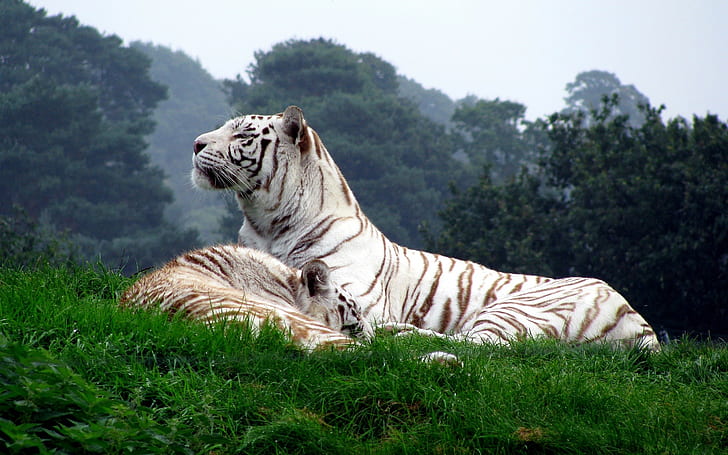 tiger, white tigers, animals, nature, big cats