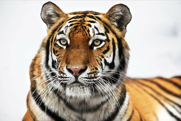 tiger, animals, closeup, yellow eyes, animal eyes