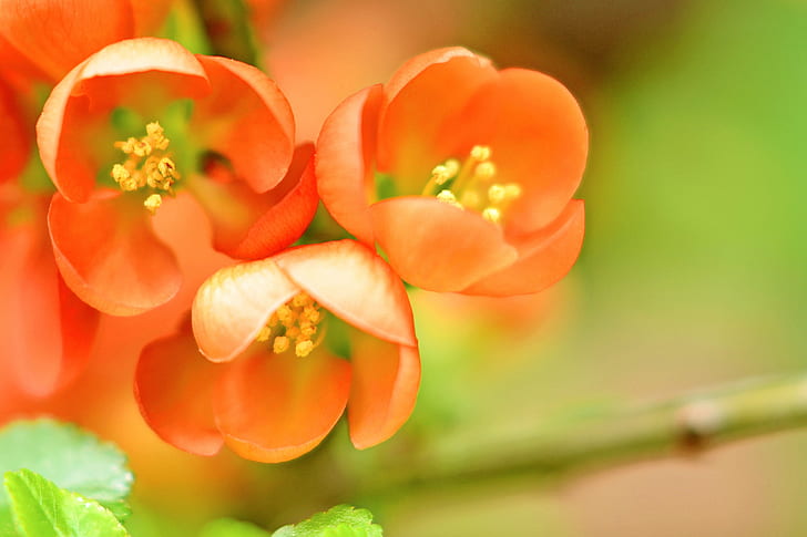 pink petaled flower in closeup photography, flowering quince, flowering quince, HD wallpaper