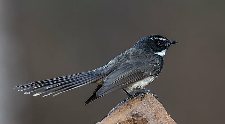 macro photography of black bird standing on rock, White-spotted Fantail
